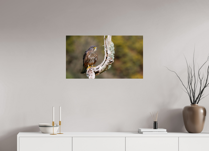 New Zealand Falcon