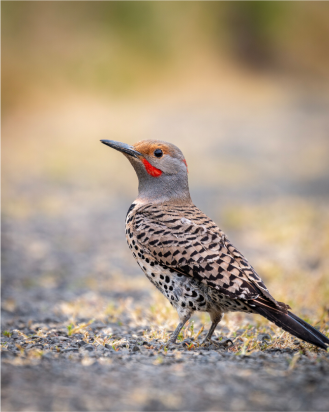Main image Remarkable Northern Flicker