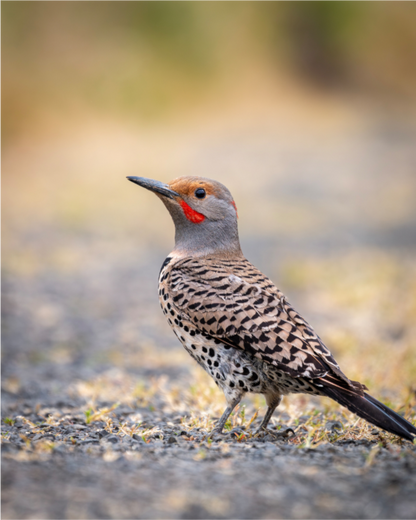 Main image Remarkable Northern Flicker