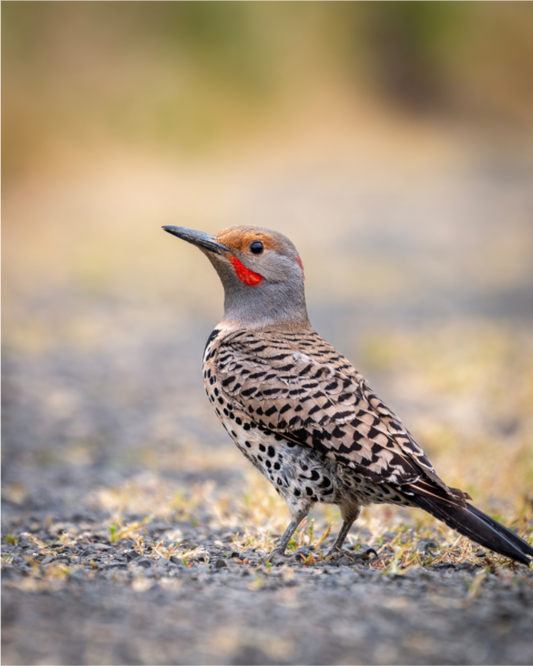 Main image Remarkable Northern Flicker