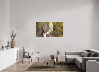 New Zealand Falcon