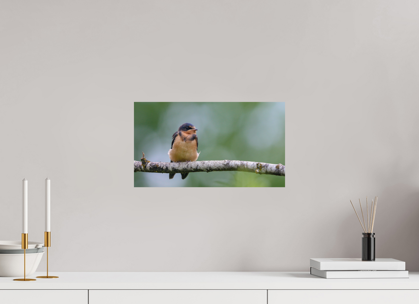 Observant Barn Swallow