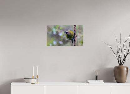 Curious Bellbird