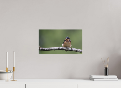 Resting Barn Swallow