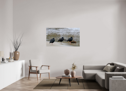 Beach Resting Oyster Catchers