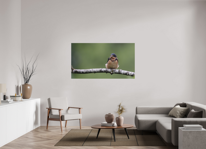 Resting Barn Swallow