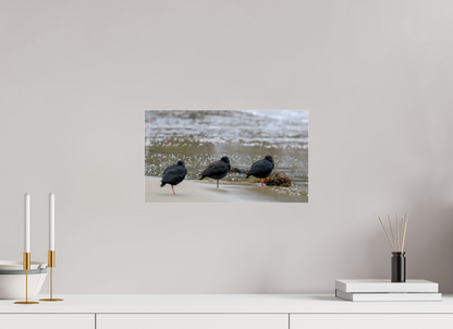 Beach Resting Oyster Catchers
