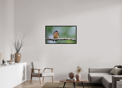 Observant Barn Swallow