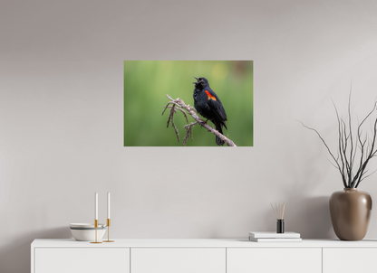 30 x 20″, Photo Print On Fuji Crystal DP II Perched Red Winged Blackbird