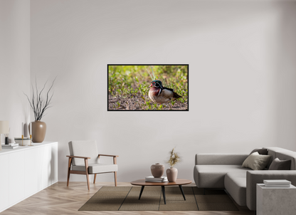 Balancing Wood Duck