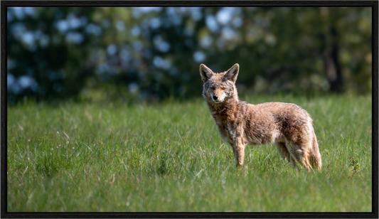 Stoic Coyote