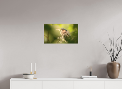 Green Heron Profile