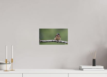 Resting Barn Swallow