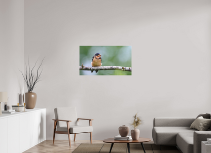 Observant Barn Swallow