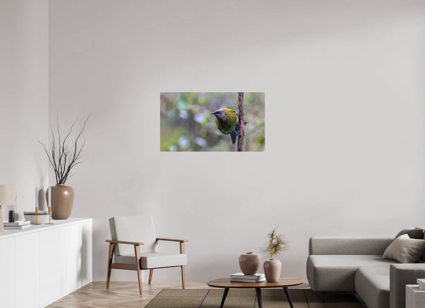 Curious Bellbird