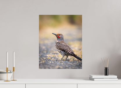 16 x 20″, Photo Print On Fuji Crystal DP II Remarkable Northern Flicker