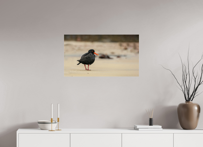 Beach Cruising Oyster Catcher