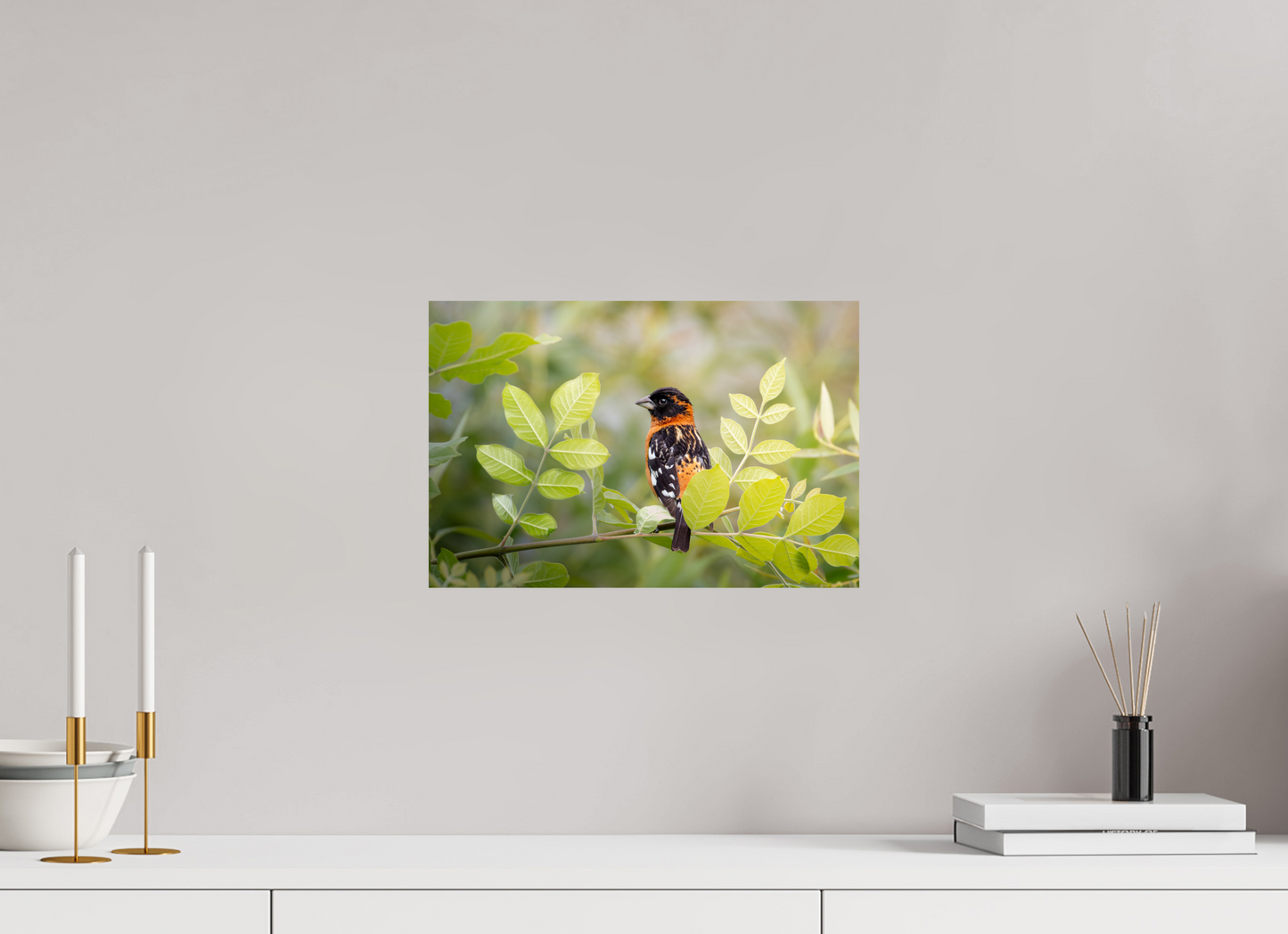 15 x 10″, Photo Print On Fuji Crystal DP II Poised Black Headed Grosbeak