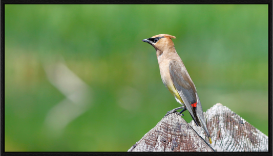 Cedar Waxwing Lookout