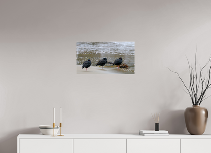 Beach Resting Oyster Catchers