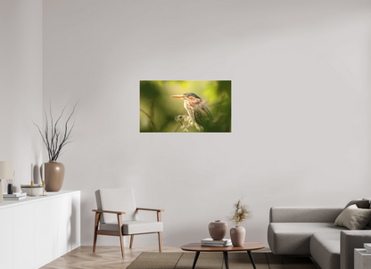 Green Heron Profile