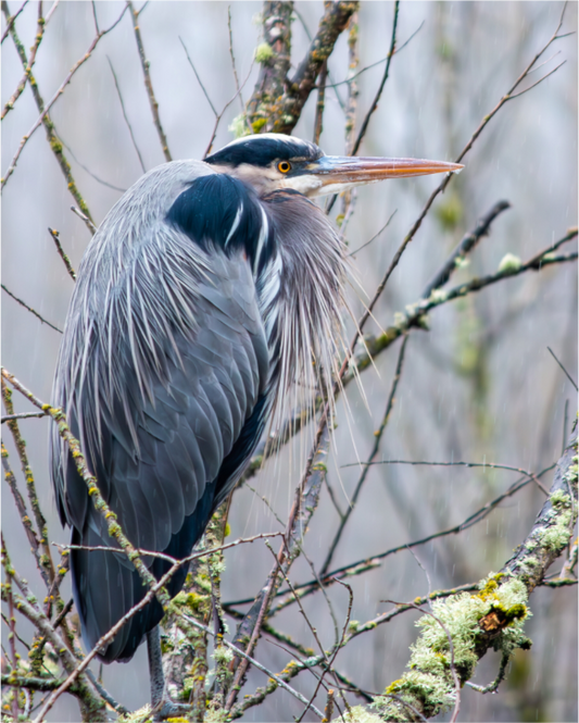 Rainy Great Blue Heron