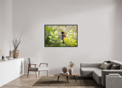 54 x 36″, Floater Frame Poised Black Headed Grosbeak