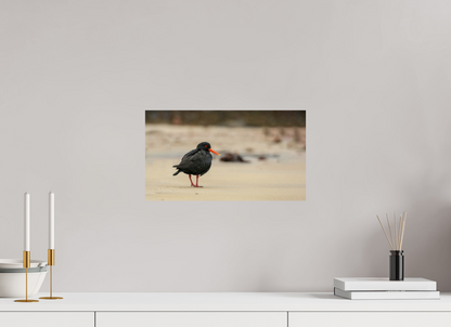 Beach Cruising Oyster Catcher