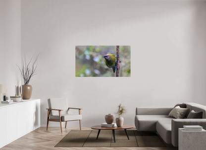 Curious Bellbird