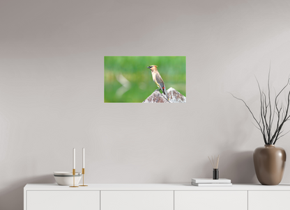 Cedar Waxwing Lookout
