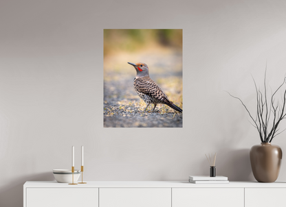 24 x 30″, HD Metal Print Remarkable Northern Flicker