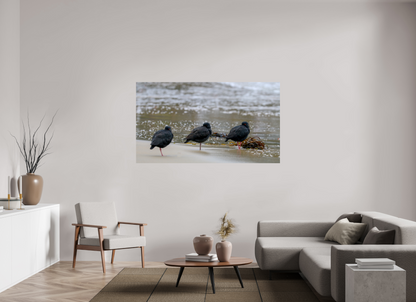 Beach Resting Oyster Catchers