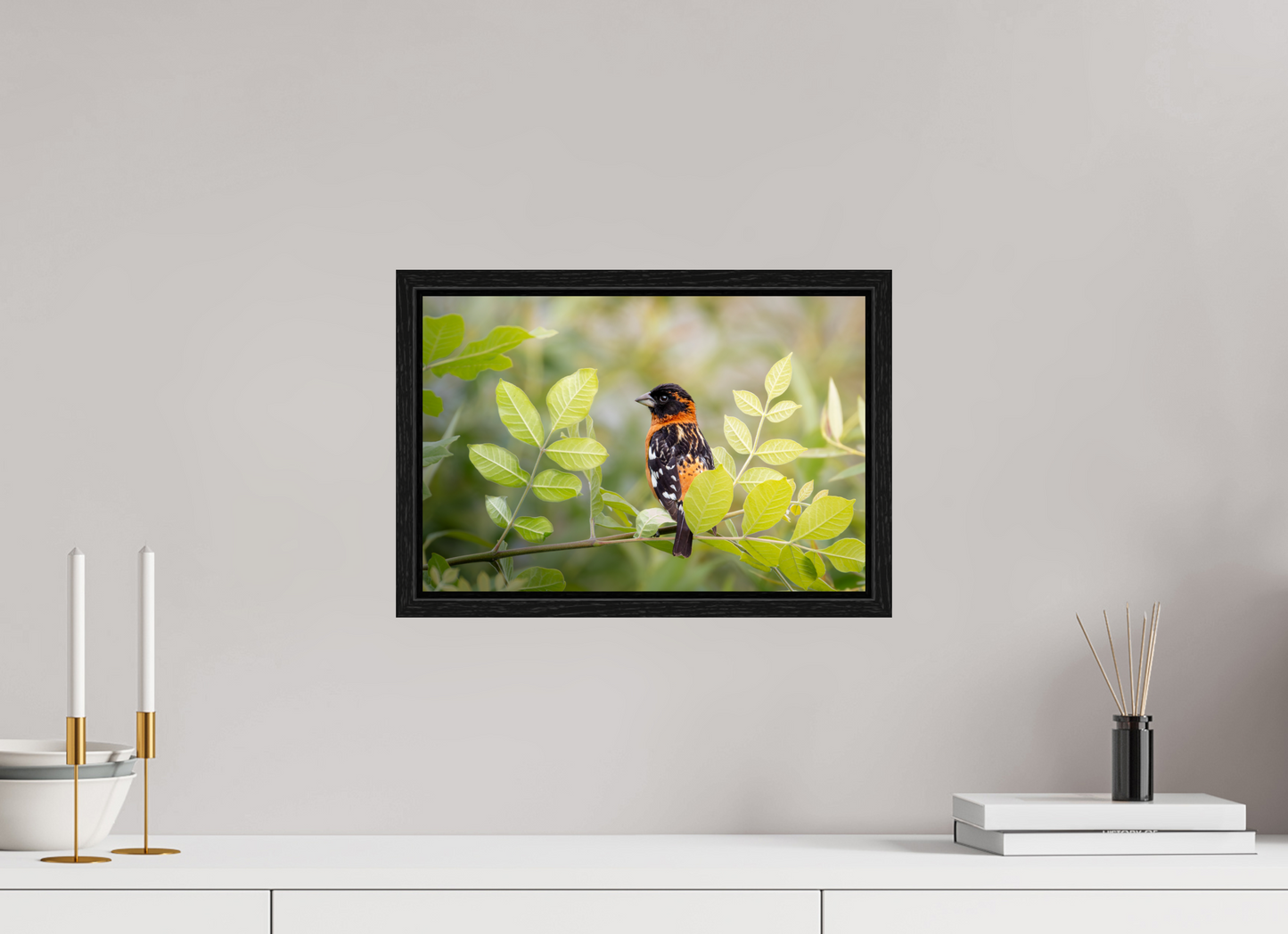15 x 10″, Floater Frame Poised Black Headed Grosbeak