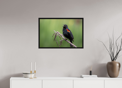 30 x 20″, Floater Frame Perched Red Winged Blackbird