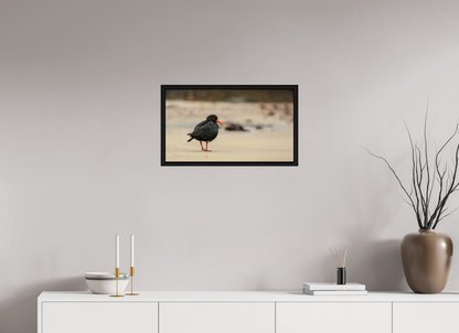 Beach Cruising Oyster Catcher