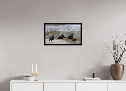 Beach Resting Oyster Catchers