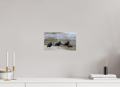 Beach Resting Oyster Catchers