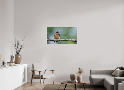 Observant Barn Swallow