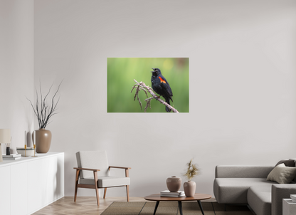 45 x 30″, Canvas Prints Perched Red Winged Blackbird