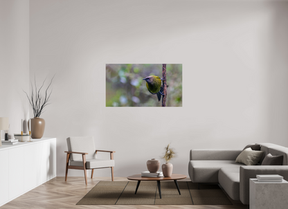 Curious Bellbird