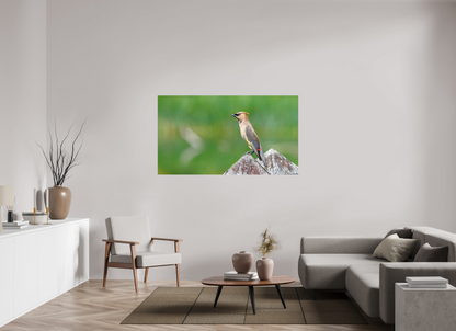 Cedar Waxwing Lookout