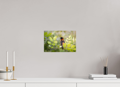 12 x 8″, Photo Print On Fuji Crystal DP II Poised Black Headed Grosbeak