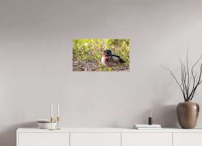 Balancing Wood Duck