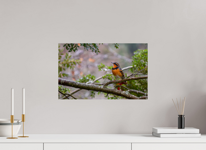 Brilliant Varied Thrush