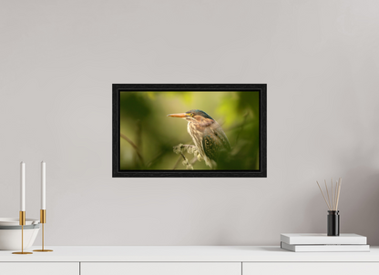 Green Heron Profile
